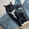 Cat Tree