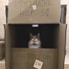Doctor Cat