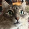 Space Cat