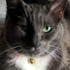 Gracie