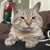 Housecat