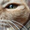 Mr Kitty