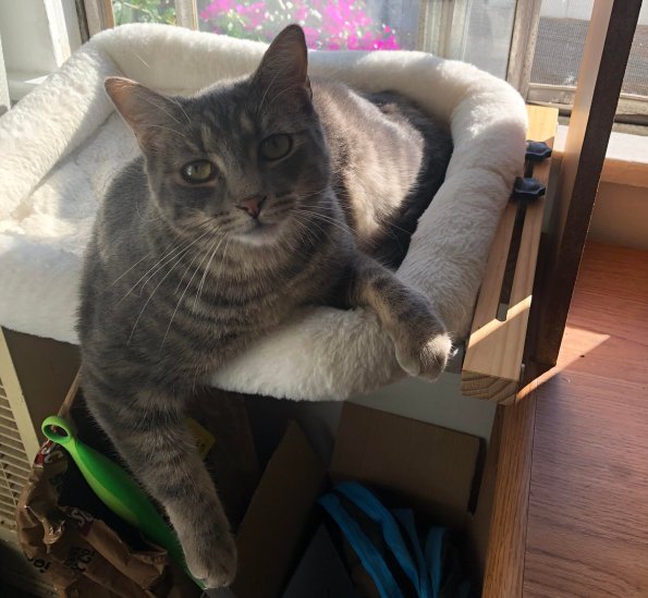 Random Cat