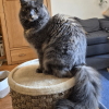 Incredible Tail
