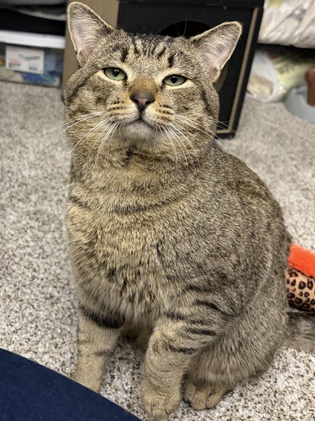 Adopted