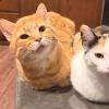 Peas in a Pod