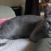 Grey Cat