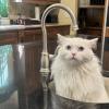 Sink Cat