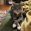 Cat Delivery System