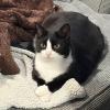 Smudge