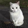 University Cat