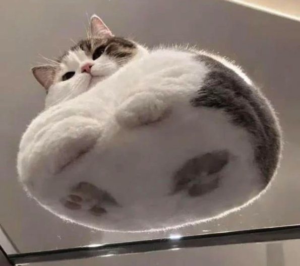 Cloud Cat