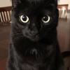 Cat Therapist