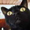Cat Face