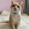 Garfield 17yo