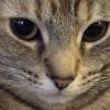 Hungry Cat