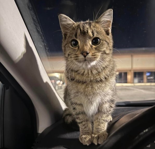 Parking Lot Cat