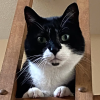 Tux Teske