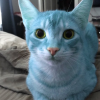 Blue Cat