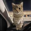 Parking Lot Cat