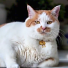 Gentleman Cat