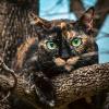 Tortie