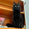 Shadow Shelf Cat
