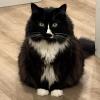 Cuddly Cat