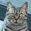 Company Cat