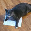 Paper Catcher
