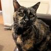 20 yo Cat