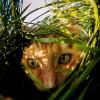 Cat Grass