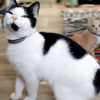 CowCat