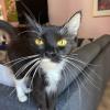 Tuxie 1