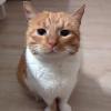 Polite Cheddar