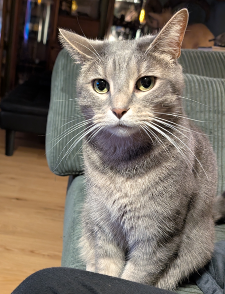 Salmon Cat