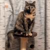 Kennel Paw Cat