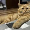 Watcher Cat