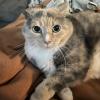 Blanket Cat