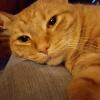 Friend Cat