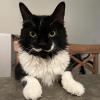 Tom Selleck