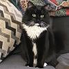 Tiny Tuxedo