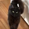 Rescued Cat