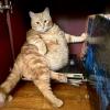 Walrus Cat