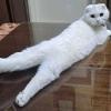 Strange Cat