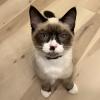 Squint Cat