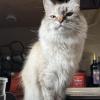 Yeti 1