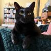Feet Cat