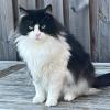 Allergic Cat