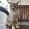 Senior Cat 16yo